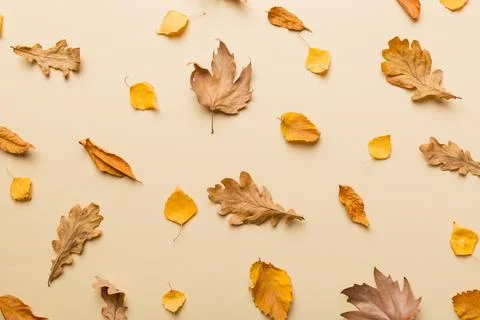 Autumn composition. Pattern made of dried leaves and other design accessories 写真素材