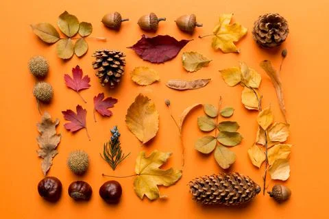 Autumn composition. Pattern made of dried leaves and other design accessories Foto stock