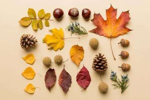 Autumn composition. Pattern made of dried leaves and other design accessories 写真素材
