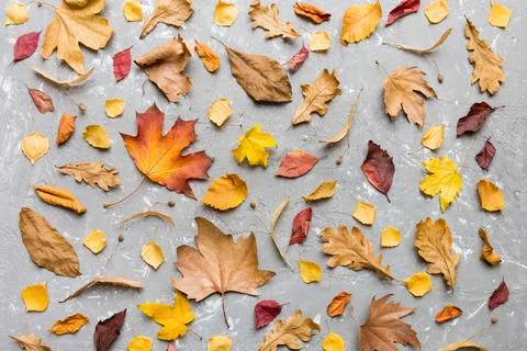 Autumn composition. Pattern made of dried leaves and other design accessori.. Foto stock