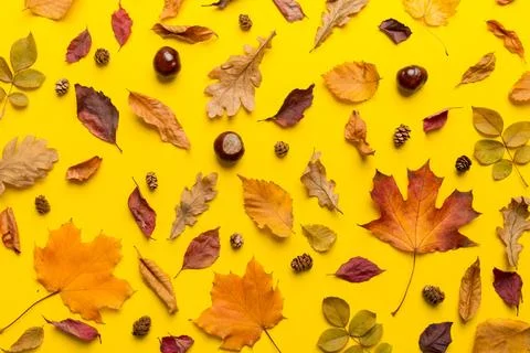 Autumn composition. Pattern made of dried leaves and other design accessori.. 写真素材