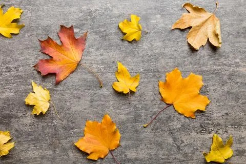 Autumn composition. Pattern made of dried leaves and other design accessori.. Foto stock