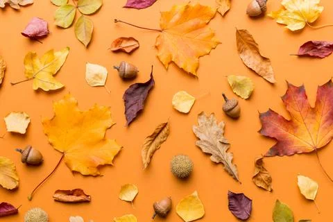 Autumn composition. Pattern made of dried leaves and other design accessori.. Foto stock