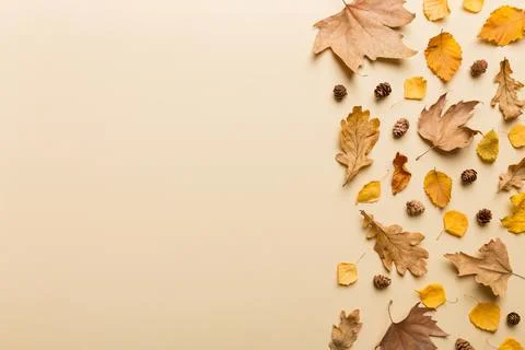 Autumn composition. Pattern made of dried leaves and other design accessori.. Stock Photos