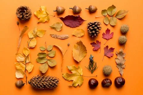 Autumn composition. Pattern made of dried leaves and other design accessori.. 写真素材