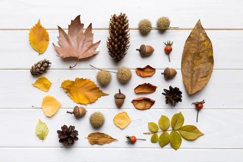 Autumn composition. Pattern made of dried leaves and other design accessori.. 写真素材
