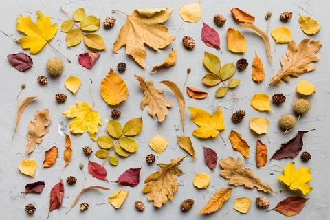 Autumn composition. Pattern made of dried leaves and other design accessori.. 写真素材