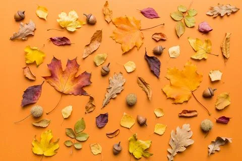 Autumn composition. Pattern made of dried leaves and other design accessori.. 写真素材