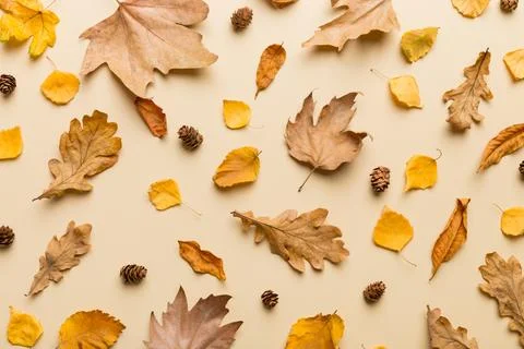Autumn composition. Pattern made of dried leaves and other design accessories 写真素材