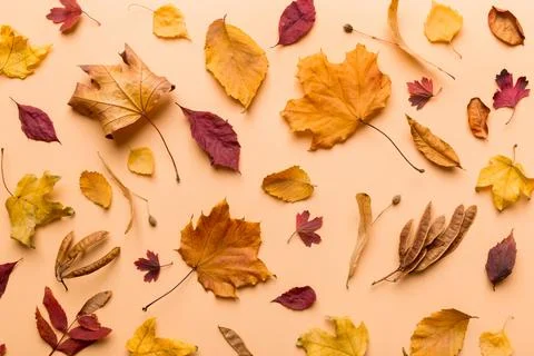 Autumn composition. Pattern made of dried leaves and other design accessories Foto stock