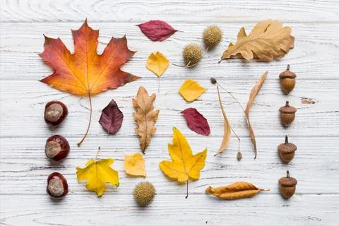 Autumn composition. Pattern made of dried leaves and other design accessori.. Stock Photos