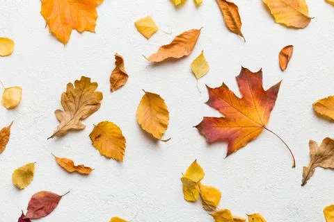 Autumn composition. Pattern made of dried leaves and other design accessori.. 写真素材