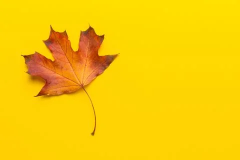 Autumn composition. Pattern made of dried leaves and other design accessori.. Foto stock