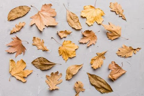 Autumn composition. Pattern made of dried leaves and other design accessori.. Foto stock