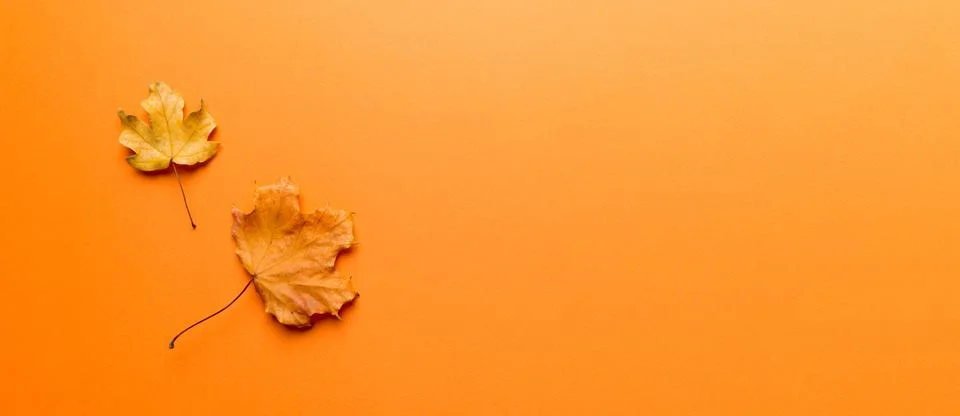 Autumn composition. Pattern made of dried leaves and other design accessories Stock Photos