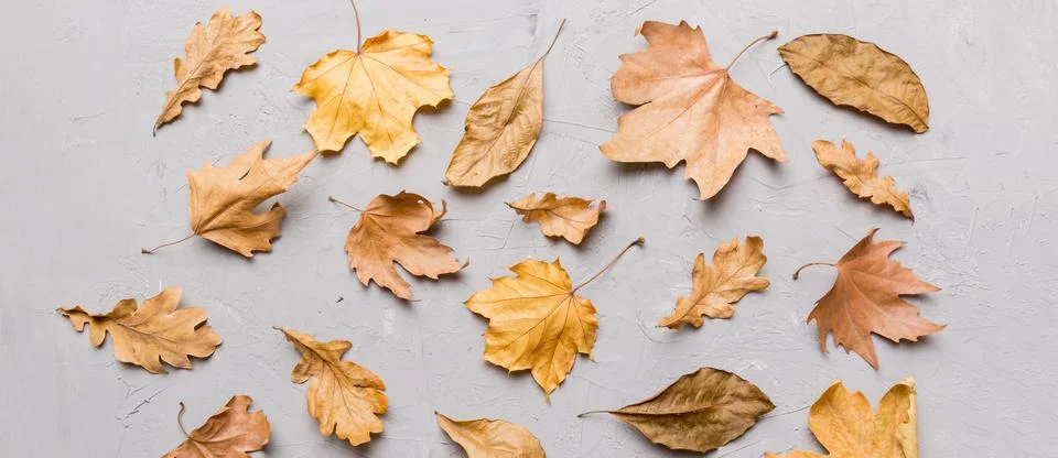 Autumn composition. Pattern made of dried leaves and other design accessori.. Foto stock