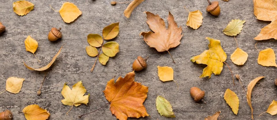 Autumn composition. Pattern made of dried leaves and other design accessori.. Stock Photos