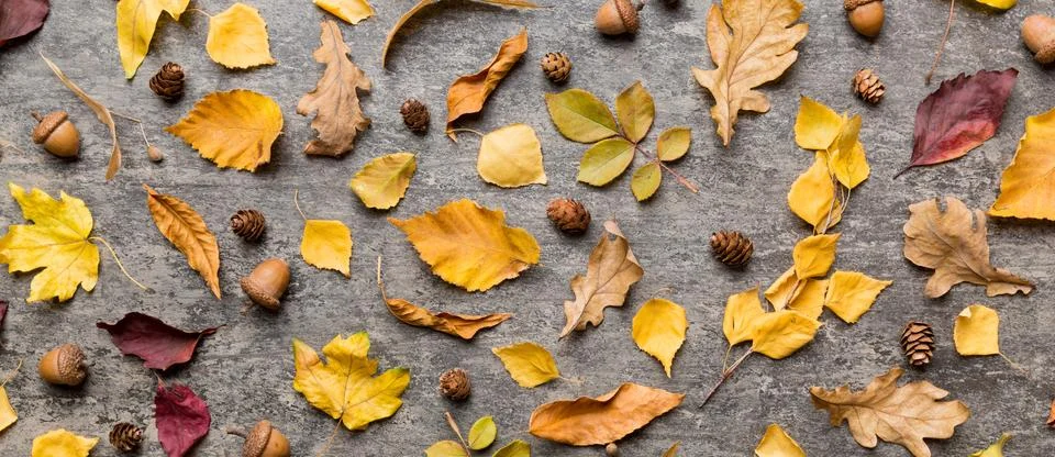 Autumn composition. Pattern made of dried leaves and other design accessories Stock Photos