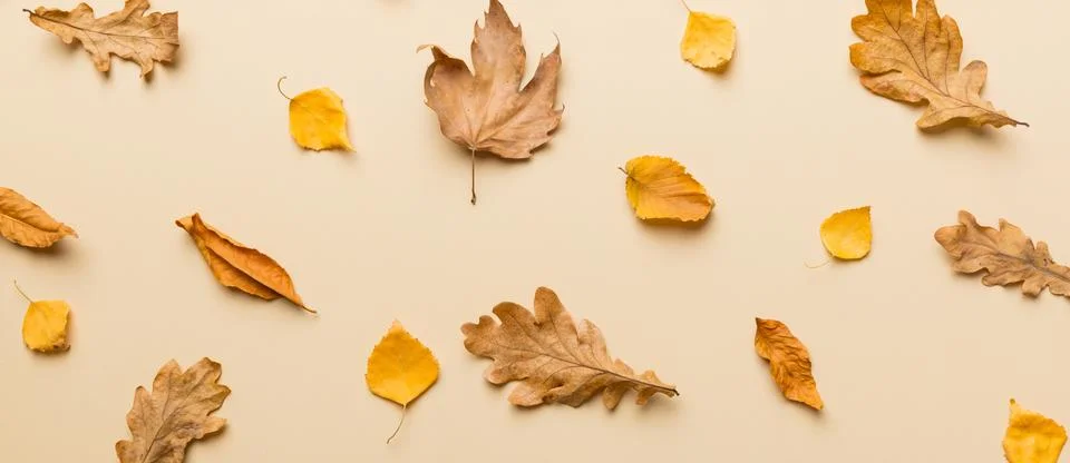 Autumn composition. Pattern made of dried leaves and other design accessories Stock Photos