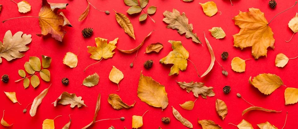 Autumn composition. Pattern made of dried leaves and other design accessories Stock Photos