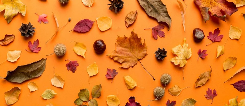 Autumn composition. Pattern made of dried leaves and other design accessories Stock Photos