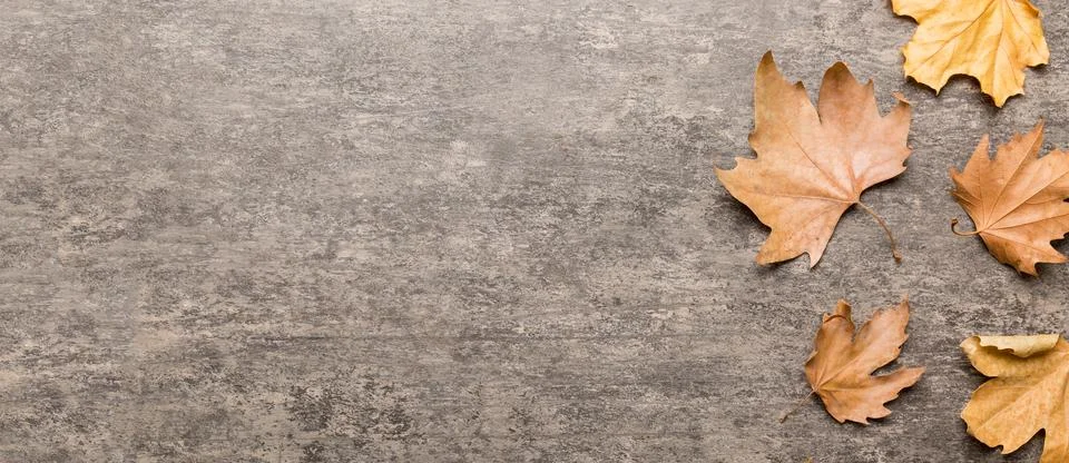 Autumn composition. Pattern made of dried leaves and other design accessories Stock Photos