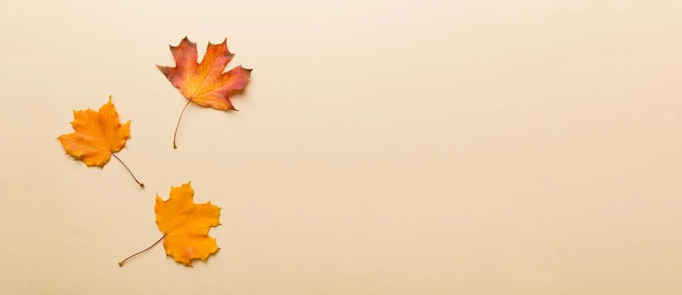 Autumn composition. Pattern made of dried leaves and other design accessories 写真素材