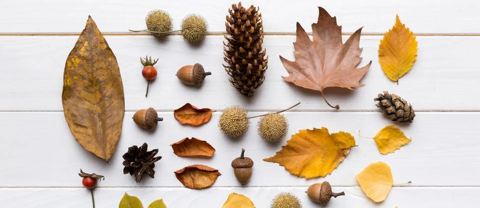 Autumn composition. Pattern made of dried leaves and other design accessori.. 写真素材