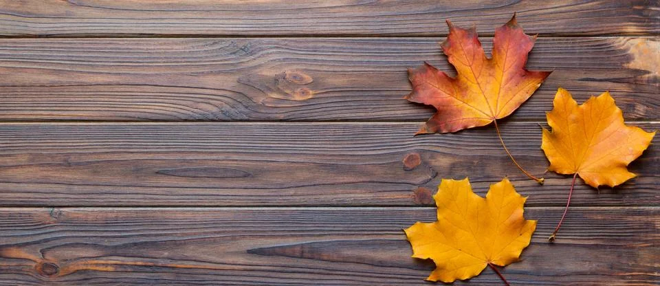 Autumn composition. Pattern made of dried leaves and other design accessories Stock Photos