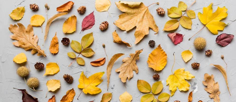 Autumn composition. Pattern made of dried leaves and other design accessories Stock Photos