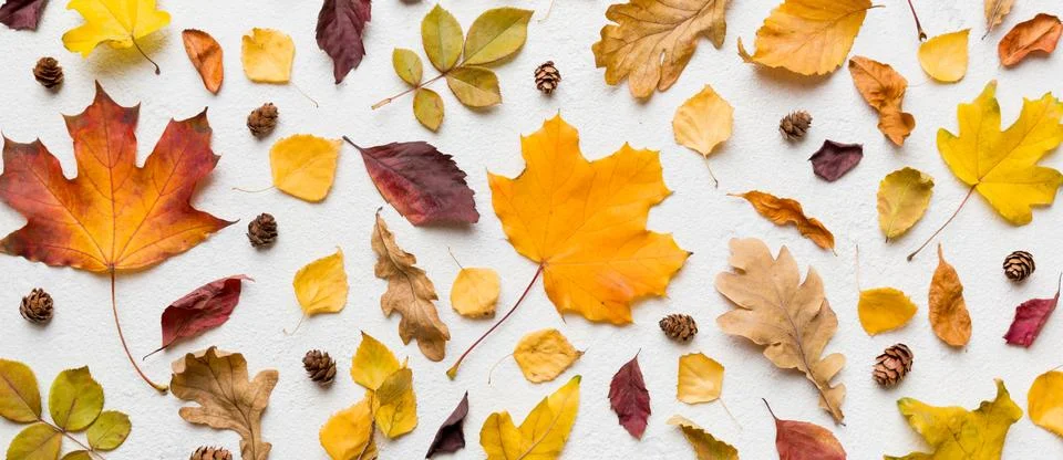 Autumn composition. Pattern made of dried leaves and other design accessories 写真素材