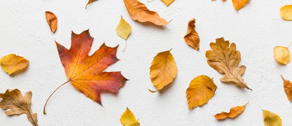 Autumn composition. Pattern made of dried leaves and other design accessories Stock Photos