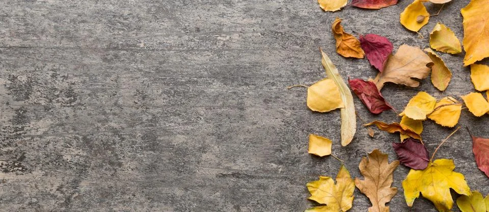 Autumn composition. Pattern made of dried leaves and other design accessories Stock Photos