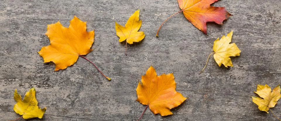 Autumn composition. Pattern made of dried leaves and other design accessori.. Stock Photos