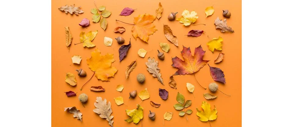 Autumn composition. Pattern made of dried leaves and other design accessories Stock Photos