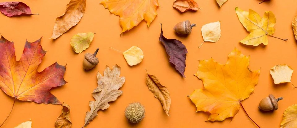 Autumn composition. Pattern made of dried leaves and other design accessories Stock Photos