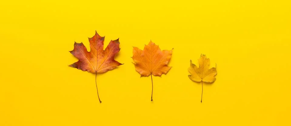 Autumn composition. Pattern made of dried leaves and other design accessories 스톡 사진