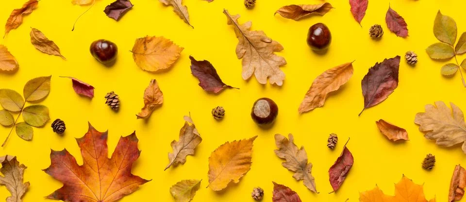 Autumn composition. Pattern made of dried leaves and other design accessories Stock Photos