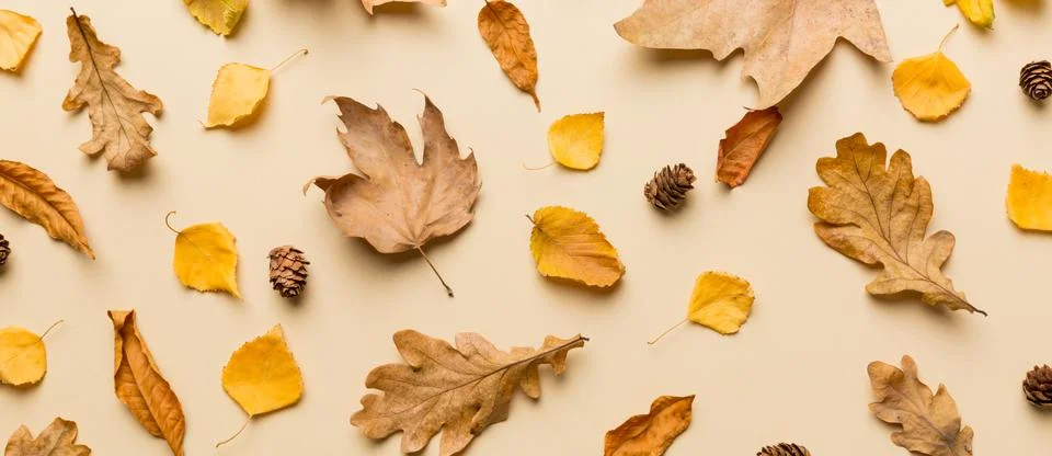 Autumn composition. Pattern made of dried leaves and other design accessori.. Stock Photos