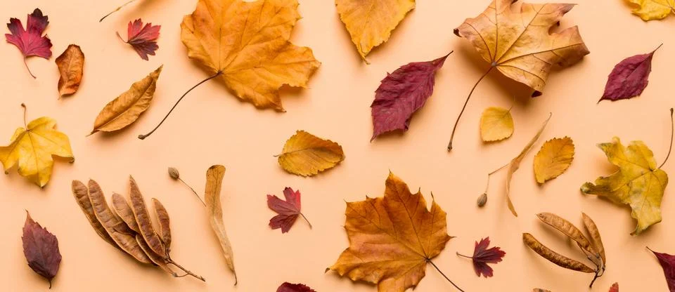 Autumn composition. Pattern made of dried leaves and other design accessories Stock Photos