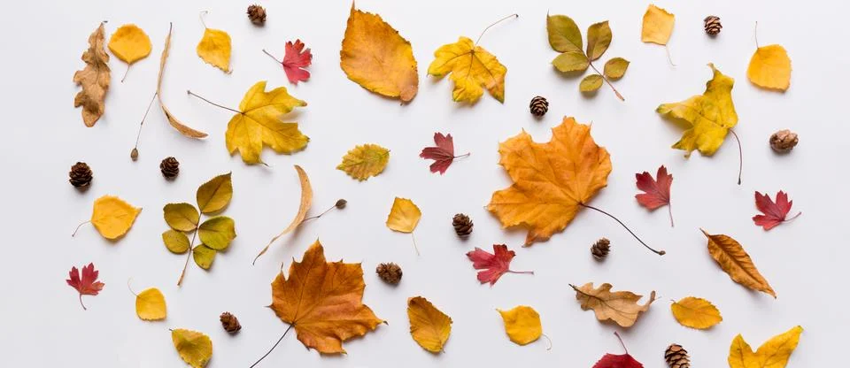 Autumn composition. Pattern made of dried leaves and other design accessories Foto stock
