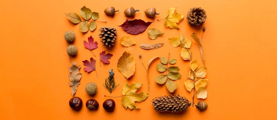 Autumn composition. Pattern made of dried leaves and other design accessories Stock Photos