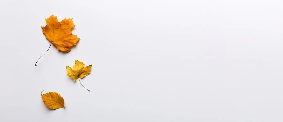 Autumn composition. Pattern made of dried leaves and other design accessories Stock Photos