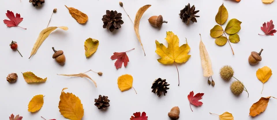 Autumn composition. Pattern made of dried leaves and other design accessories Stock Photos