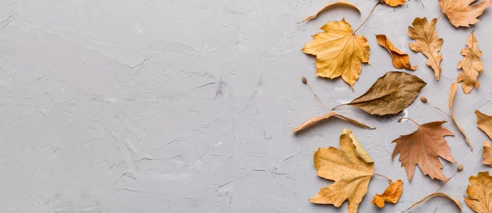 Autumn composition. Pattern made of dried leaves and other design accessories 写真素材