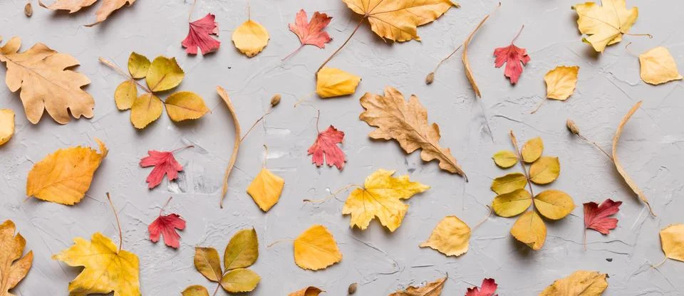 Autumn composition. Pattern made of dried leaves and other design accessories Stock Photos