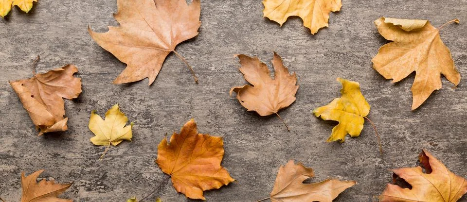 Autumn composition. Pattern made of dried leaves and other design accessories 写真素材