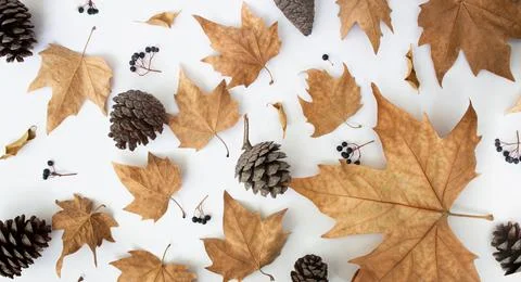 Autumn composition. Pattern made of spruce cones, dried leaves on white Stock Photos