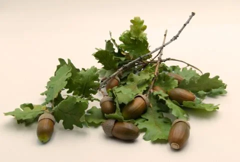 An autumn composition Stock Photos