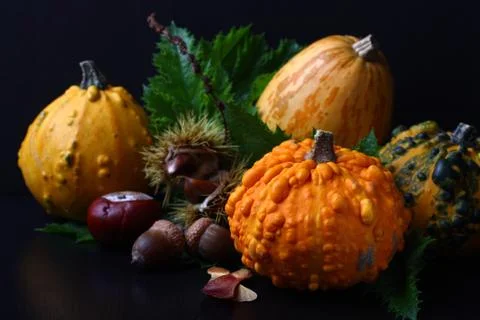 Autumn composition Stock Photos